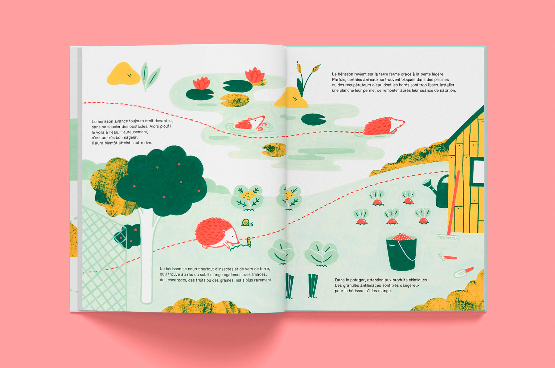 pages intérieures de l'album jeunesse documentaire Le hérisson paru chez les éditions La Cabane bleue