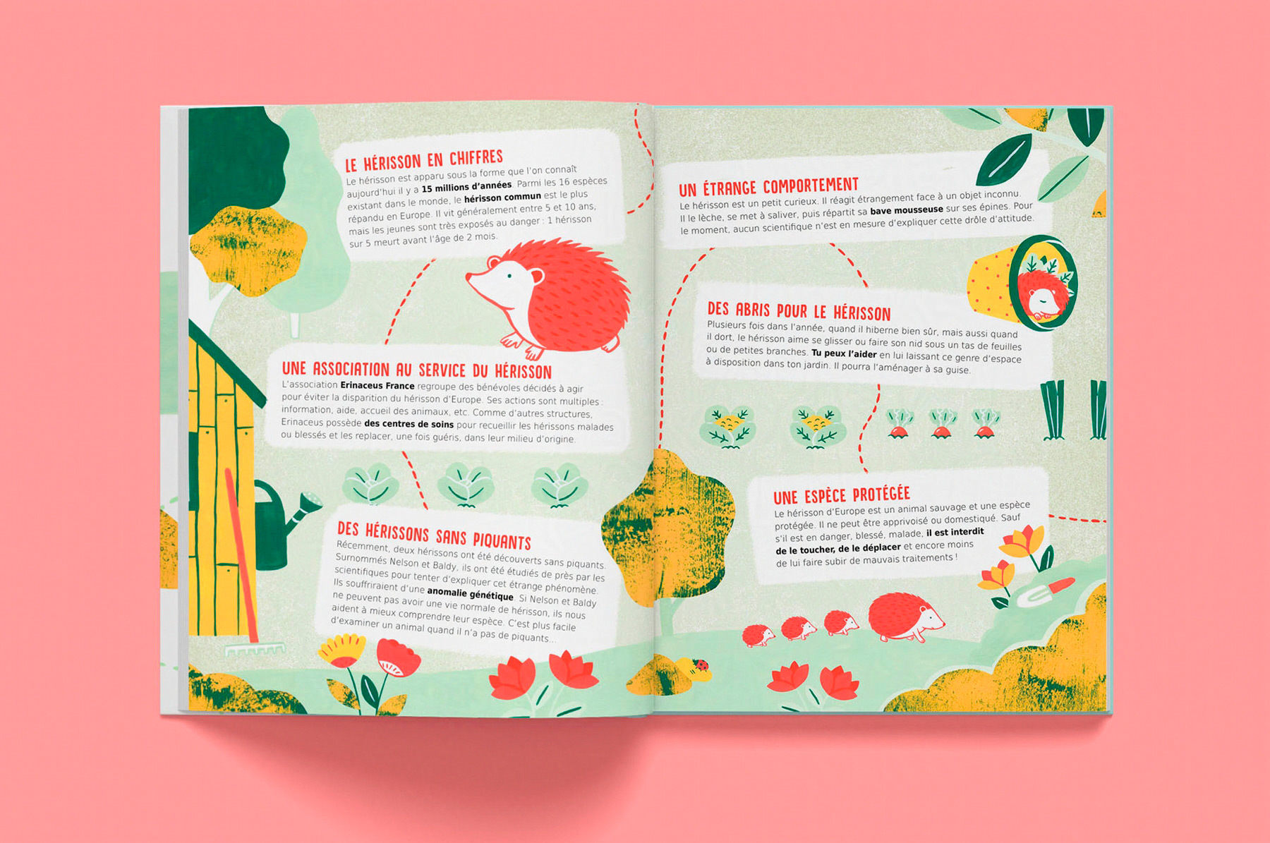pages intérieures de l'album jeunesse documentaire Le hérisson paru chez les éditions La Cabane bleue